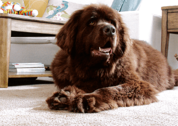 Dog lying down on dog-friendly carpet installed by carpet store Bode Floors in Columbia, MD